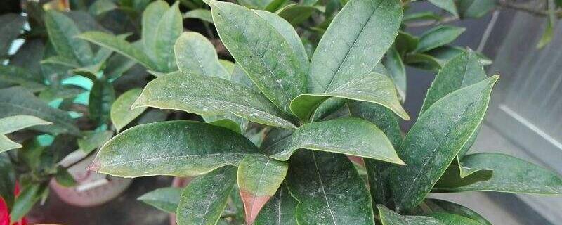 桂花干葉是什么原因 桂花干葉是什么原因