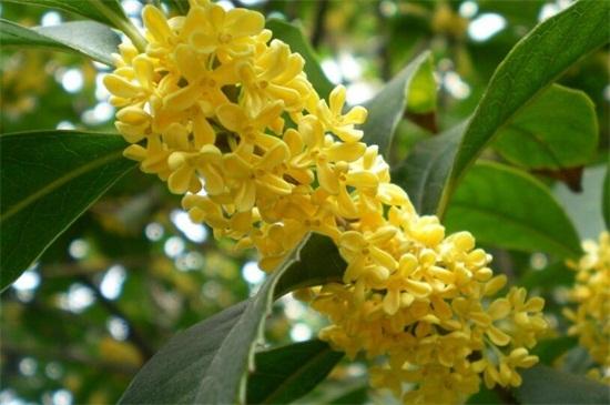 桂花干葉是什么原因 桂花干葉是什么原因