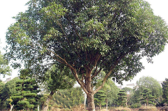 桂花澆水過多癥狀 桂花澆水過多癥狀