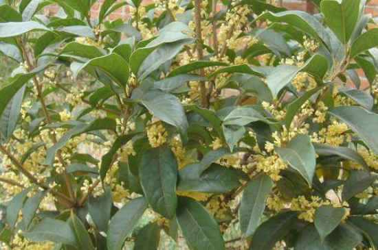 桂花澆水過多癥狀 桂花澆水過多癥狀