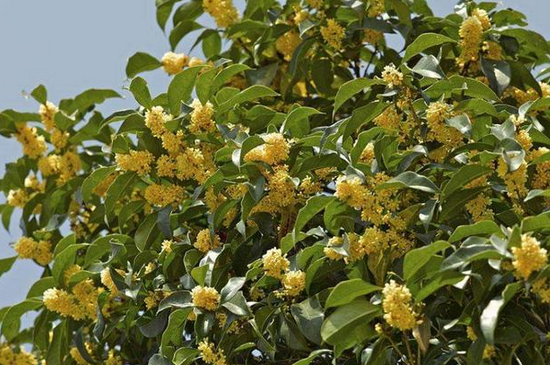 桂花澆水過多癥狀 桂花澆水過多癥狀