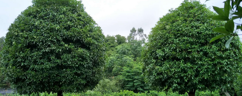 桂花澆水過多癥狀 桂花澆水過多癥狀