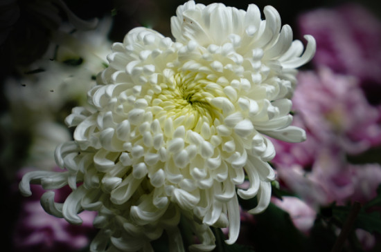 菊花七月份還可以打頂嗎 菊花七月份還可以打頂嗎