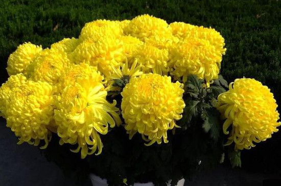 菊花七月份還可以打頂嗎 菊花七月份還可以打頂嗎