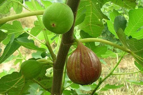 無花果怎樣栽培種植 無花果怎樣栽培種植
