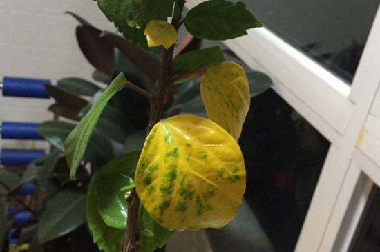 扶桑花葉子發(fā)黃怎么辦