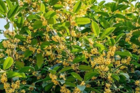 桂花樹春夏秋冬的特點 桂花樹春夏秋冬的特點