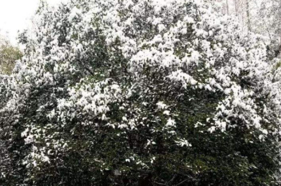 桂花樹春夏秋冬的特點 桂花樹春夏秋冬的特點