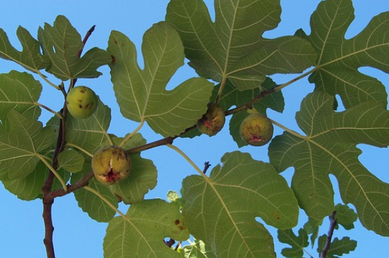 無(wú)花果樹(shù)葉子發(fā)黃掉葉怎么回事 無(wú)花果樹(shù)葉子發(fā)黃掉葉怎么回事