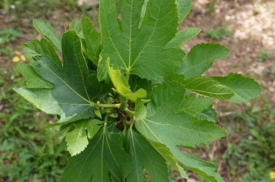無(wú)花果樹(shù)葉子發(fā)黃掉葉怎么回事 無(wú)花果樹(shù)葉子發(fā)黃掉葉怎么回事