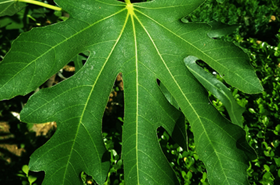 無(wú)花果樹(shù)葉子發(fā)黃掉葉怎么回事 無(wú)花果樹(shù)葉子發(fā)黃掉葉怎么回事