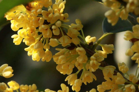 桂花十二月開(kāi)正常嗎 桂花十二月開(kāi)正常嗎