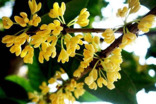 桂花十二月開(kāi)正常嗎 桂花十二月開(kāi)正常嗎