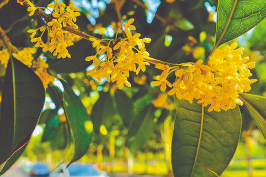 桂花十二月開(kāi)正常嗎 桂花十二月開(kāi)正常嗎