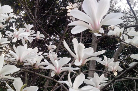 玉蘭花什么時(shí)候開(kāi) 玉蘭花什么時(shí)候開(kāi)
