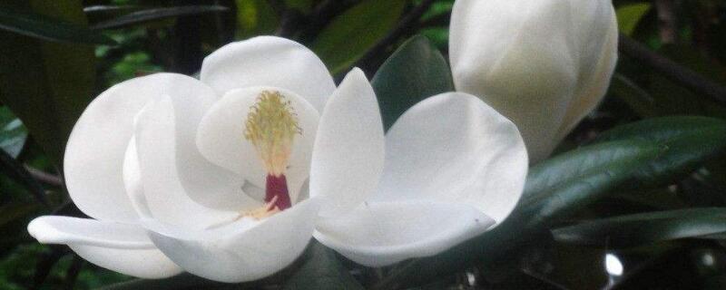 玉蘭花什么時(shí)候開(kāi) 玉蘭花什么時(shí)候開(kāi)