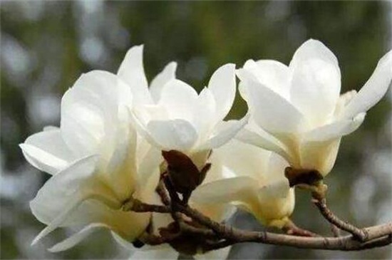 玉蘭花什么時(shí)候開(kāi) 玉蘭花什么時(shí)候開(kāi)
