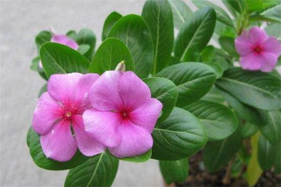 長春花冬天會(huì)死嗎 長春花冬天會(huì)死嗎