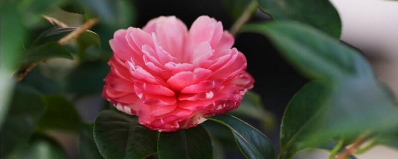 茶花為什么開一半就花蔫了 茶花為什么開一半就花蔫了