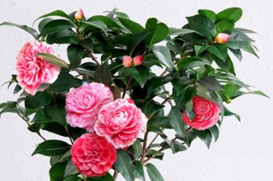 茶花移栽時(shí)間和方法 茶花移栽時(shí)間和方法