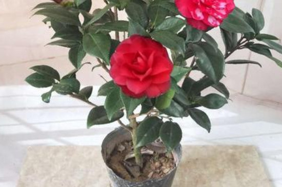 茶花移栽時(shí)間和方法 茶花移栽時(shí)間和方法