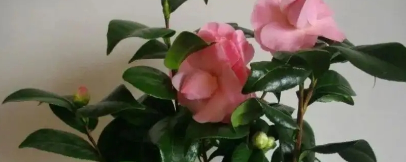 茶花移栽時(shí)間和方法 茶花移栽時(shí)間和方法