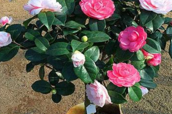 茶花移栽時(shí)間和方法 茶花移栽時(shí)間和方法