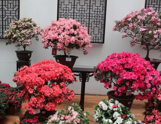 三角梅怎么養(yǎng)家庭養(yǎng)法，七招學(xué)會家庭養(yǎng)殖