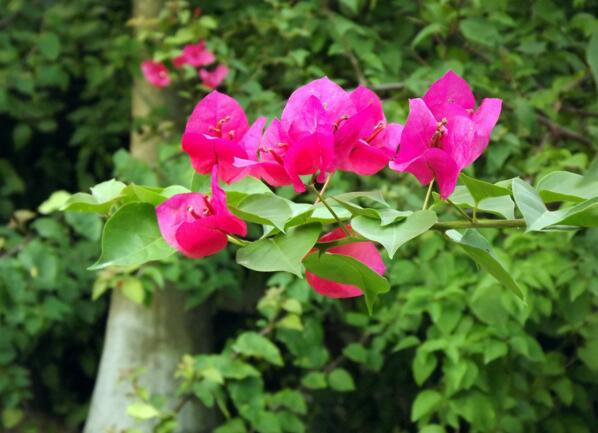 三角梅怎么養(yǎng)家庭養(yǎng)法，七招學(xué)會家庭養(yǎng)殖