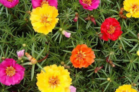 太陽(yáng)花冬天會(huì)死嗎 太陽(yáng)花冬天會(huì)死嗎