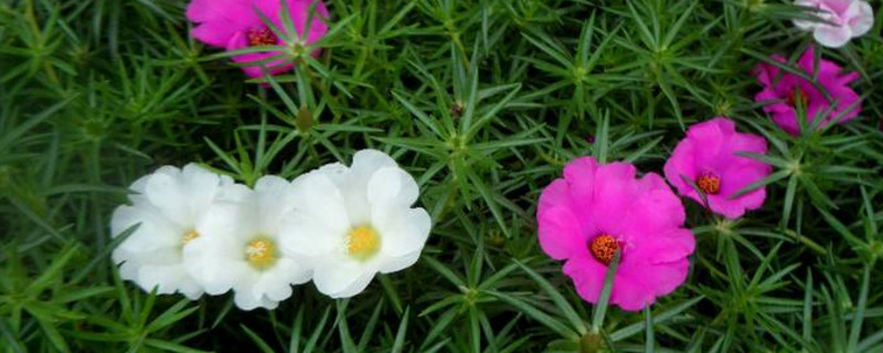 太陽(yáng)花冬天會(huì)死嗎 太陽(yáng)花冬天會(huì)死嗎