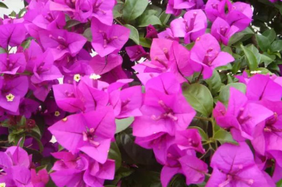 三角梅只長(zhǎng)葉子不開(kāi)花原因及處理方法 三角梅只長(zhǎng)葉子不開(kāi)花原因及處理方法