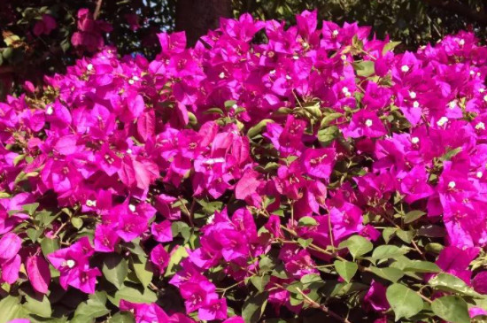 三角梅只長(zhǎng)葉子不開(kāi)花原因及處理方法 三角梅只長(zhǎng)葉子不開(kāi)花原因及處理方法