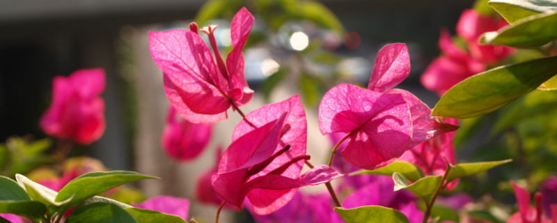 三角梅只長(zhǎng)葉子不開(kāi)花原因及處理方法 三角梅只長(zhǎng)葉子不開(kāi)花原因及處理方法