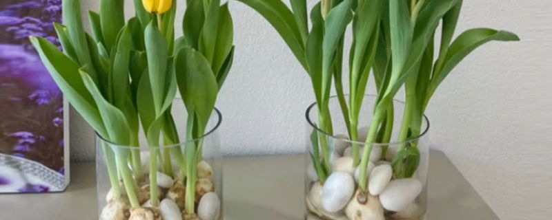 郁金香水培發(fā)霉可以不管嗎 郁金香水培發(fā)霉可以不管嗎
