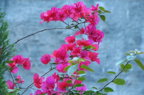 三角梅幾月開花 三角梅幾月開花