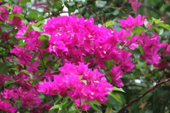 三角梅幾月開花 三角梅幾月開花