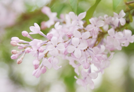 丁香花花語(yǔ):惹人憐愛,憂愁思念 丁香花花語(yǔ):惹人憐愛,憂愁思念