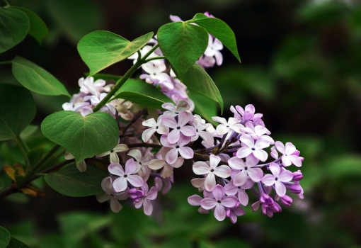 丁香花花語(yǔ):惹人憐愛,憂愁思念 丁香花花語(yǔ):惹人憐愛,憂愁思念