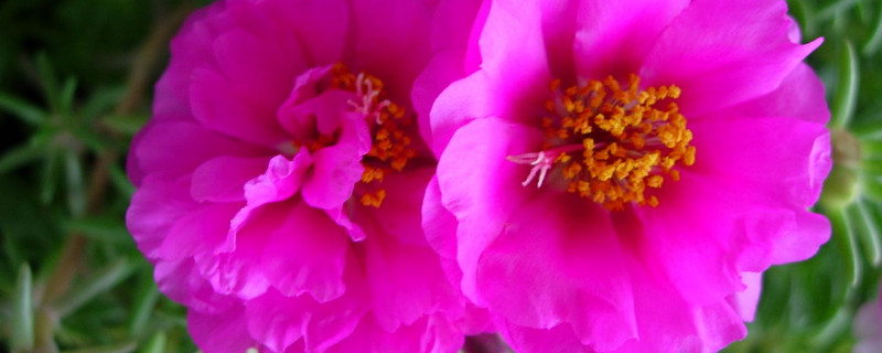 太陽(yáng)花能插活嗎 太陽(yáng)花能插活嗎