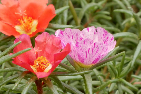 太陽(yáng)花能插活嗎 太陽(yáng)花能插活嗎