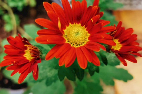 太陽(yáng)花能插活嗎 太陽(yáng)花能插活嗎