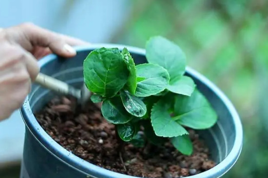 繡球花莖上的小黑點(diǎn)怎么回事 繡球花莖上的小黑點(diǎn)怎么回事