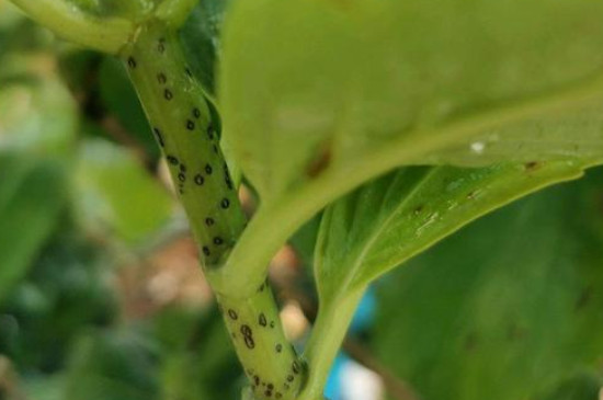 繡球花莖上的小黑點(diǎn)怎么回事 繡球花莖上的小黑點(diǎn)怎么回事