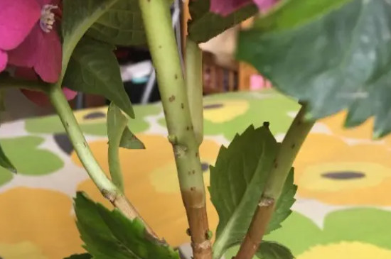 繡球花莖上的小黑點(diǎn)怎么回事 繡球花莖上的小黑點(diǎn)怎么回事