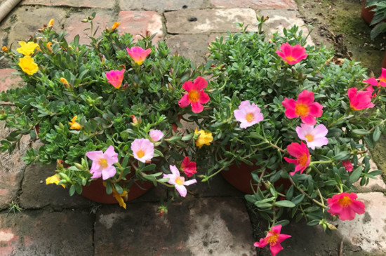 太陽(yáng)花怎么養(yǎng)才會(huì)爆盆 太陽(yáng)花怎么養(yǎng)才會(huì)爆盆