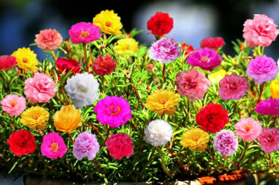 太陽(yáng)花怎么養(yǎng)才會(huì)爆盆 太陽(yáng)花怎么養(yǎng)才會(huì)爆盆