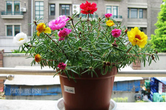 太陽(yáng)花怎么養(yǎng)才會(huì)爆盆 太陽(yáng)花怎么養(yǎng)才會(huì)爆盆