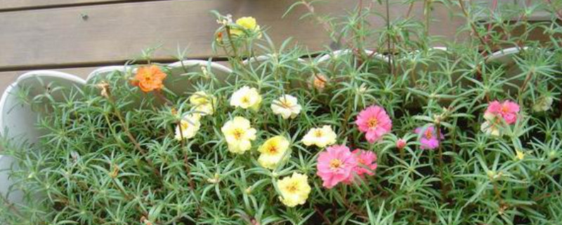 太陽(yáng)花怎么養(yǎng)才會(huì)爆盆 太陽(yáng)花怎么養(yǎng)才會(huì)爆盆