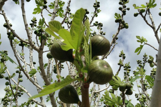 無花果怎樣剪枝 無花果怎樣剪枝